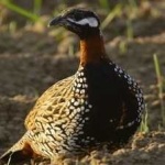 image of black_francolin #5