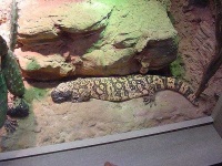 image of gila_monster