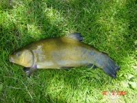 image of tench