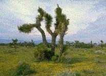 image of joshua_tree