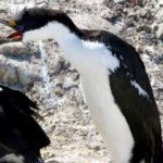 image of bird