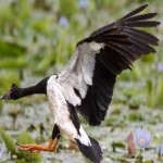 image of bird