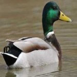 image of bird