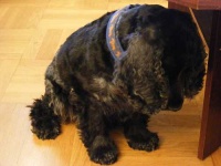 image of cocker_spaniel