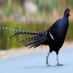 image of bird