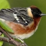 image of bird