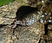 image of isopod