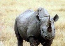 image of rhino