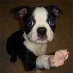 image of animal