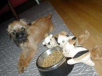 image of brabancon_griffon