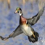 image of bird