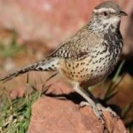 image of bird