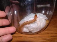 image of centipede