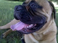 image of bull_mastiff