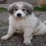 image of animal