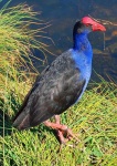 image of european_gallinule #34