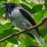 image of bird