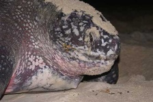 image of leatherback_turtle