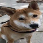 image of animal