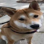 image of shiba_inu #5