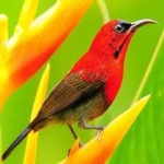 image of bird