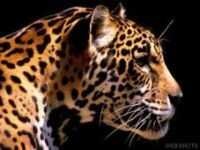 image of jaguar_car