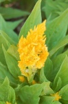 image of flower