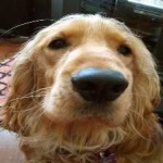 image of animal