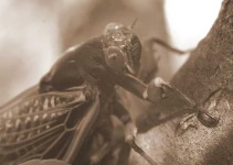 image of cicada