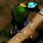 image of bird