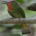 image of bird