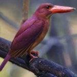 image of bird