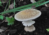 image of mushrooms