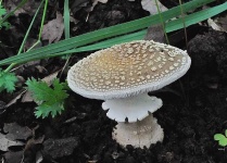 image of amanita #20