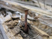 image of nail