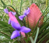 image of flower