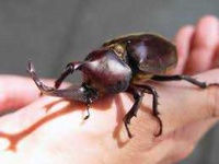 image of beetle #11