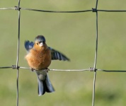 image of brambling