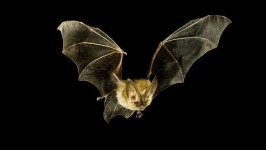 image of animal