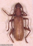 image of long_horned_beetle