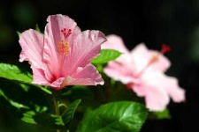 image of flower