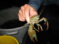 image of crayfish
