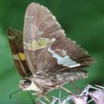 image of animal