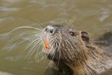 image of beaver
