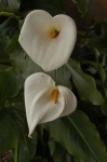 image of flower