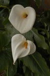 image of giant_white_arum_lily #29