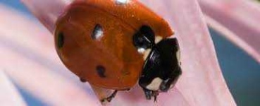 image of animal