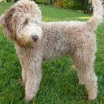 image of animal