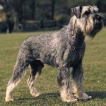image of animal