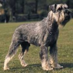 image of schnauzer #22